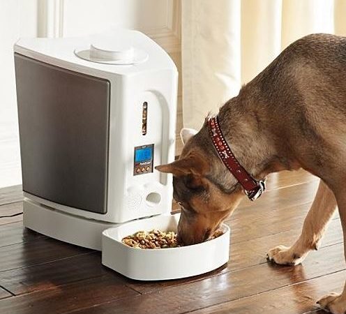 Reasons To Purchase The Automatic Dog Feeder Pwc Info Center
